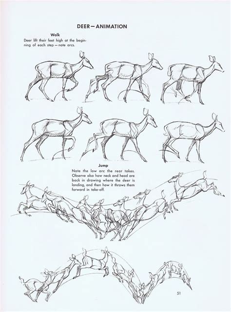 Pin by Kristi• Zuniga on Deer art | Deer drawing, Animation sketches ...