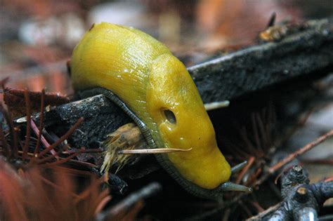 Banana Slug 1 Free Photo Download | FreeImages