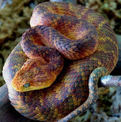 The Most Gorgeous Snake Species In The World