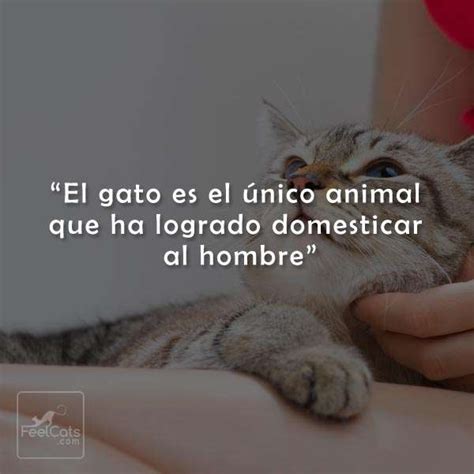 Introducir 82+ imagen gatitos con frases de amistad - Viaterra.mx