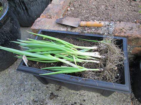 How To Grow Spring Onions – A Complete Guide – HomeDecorish