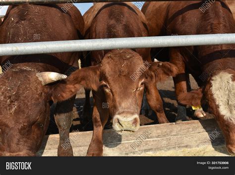 Limousine Bulls On Image & Photo (Free Trial) | Bigstock