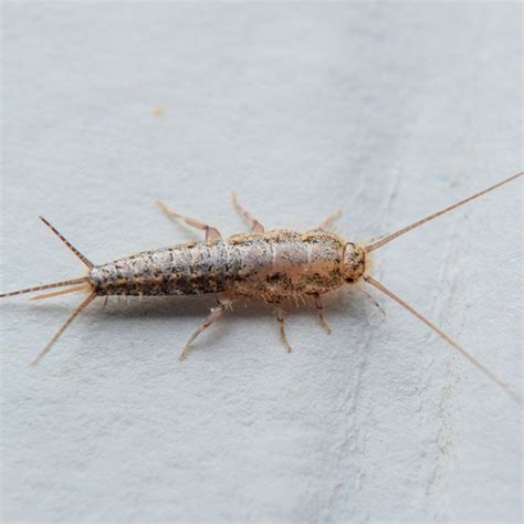 What is a Silverfish? | Beestjes, Huisdieren