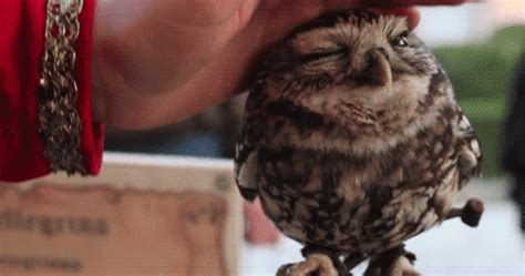 Pin by Christel Fréon on 14. Bird Song... | Baby owls, Cute animals, Owl