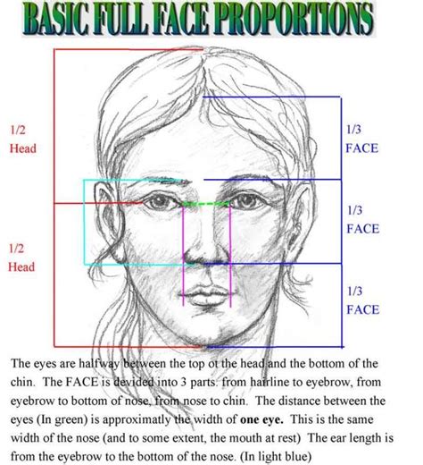 How To Draw The Proportions Of Face Intelligencesuppl - vrogue.co