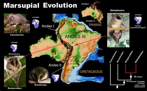 MARSUPIAL EVOLUTION | I am presenting here an update of the … | Flickr