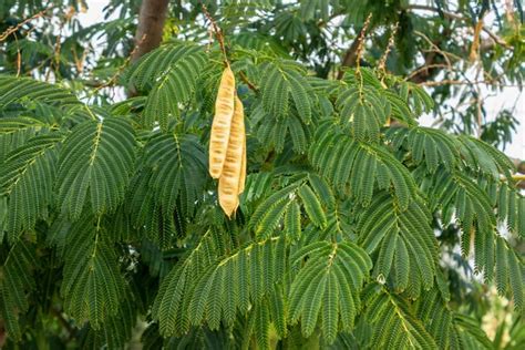 Tree with long hanging pods | Acacia Tree Hanging Seed Pods Leucaena Leucocephala — Stock Photo ...