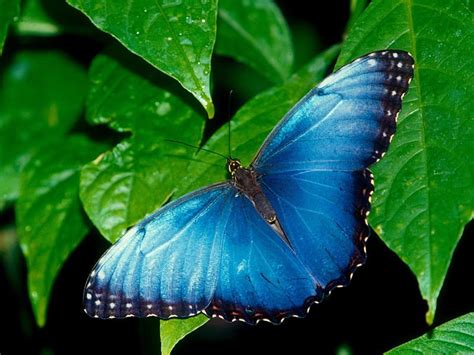 Blue morpho, morpho, butterfly, blue, leaf, HD wallpaper | Peakpx