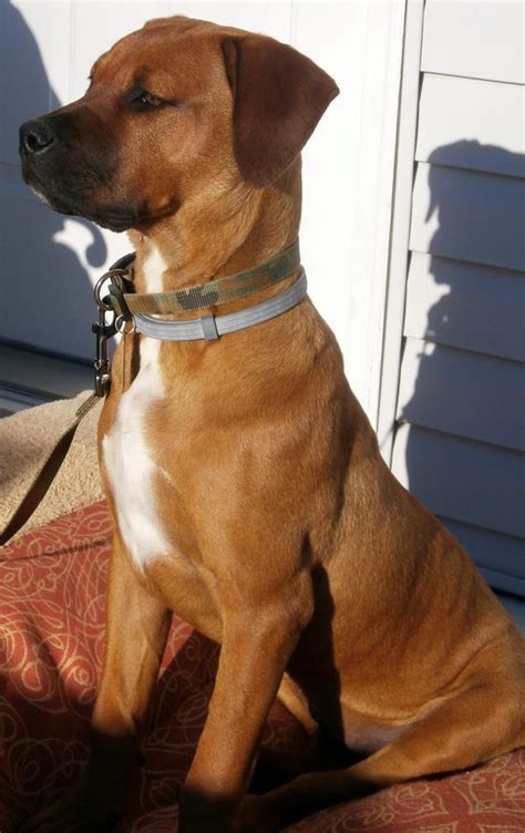 Rhodesian Boxer (Rhodesian Ridgeback & Boxer Mix) Info, Pics, Facts ...