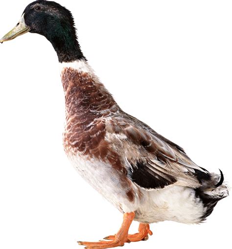 Duck PNG image