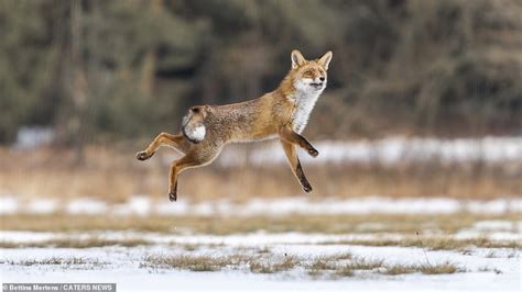 Care-free fox enjoys some bushy-tailed bouncing! | Daily Mail Online