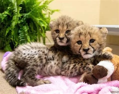 Final Sets of Names Released To Name New Cheetah Cubs at Lincoln Children's Zoo - KFOR FM 101.5 ...