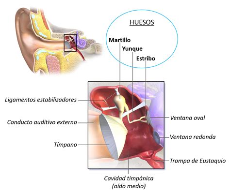 Huesos del oído medio: martillo, yunque y estribo | Saber es práctico