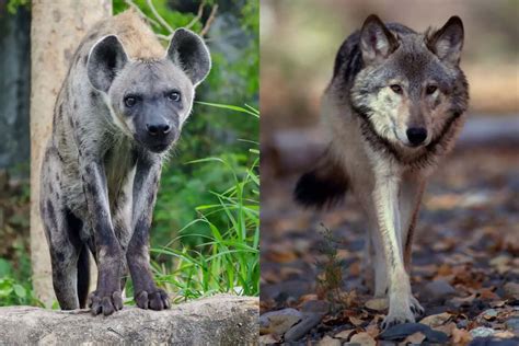 Hyena vs Wolf: What’s The Difference? (Answered)