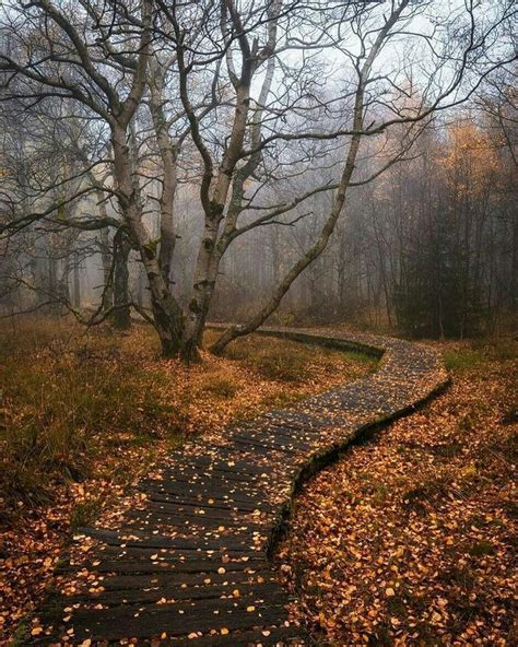 Autumn fog | Autumn scenery, Autumn photography, Fall photography nature