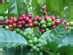 Costa Rica Coffee Tours: The Mecca for All Coffee Lovers - Costa Rica