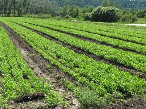 Harmony Valley Farm: Vegetable Feature: Cilantro