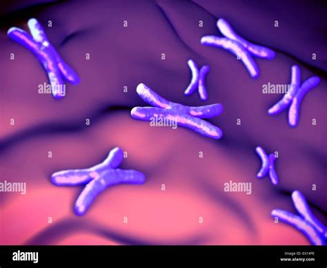 Chromosomes, illustration Stock Photo - Alamy