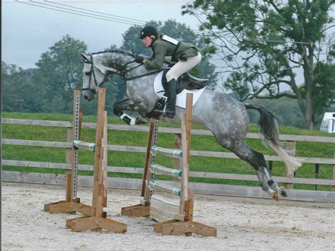 #Horseforsale This 16.1hh eight-year-old talented Thoroughbred eventer ...