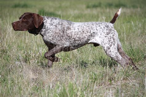 Watching German Shorthaired Pointer dog photo and wallpaper. Beautiful Watching German ...