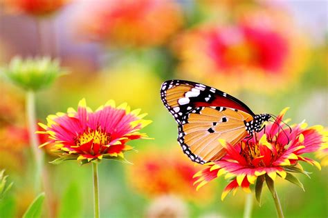 Butterfly Perched on Flower · Free Stock Photo