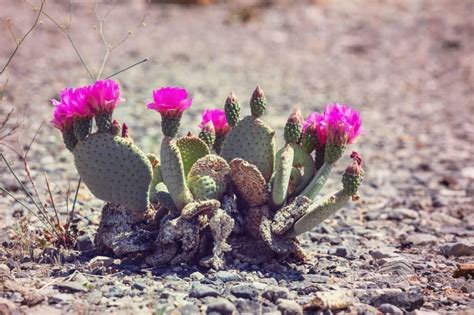 Las plantas del desierto: Una forma de vida fascinante