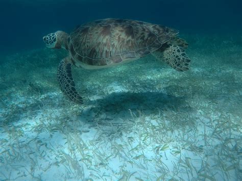 Costa Maya Snorkeling tour – Nohoch Kay Tours