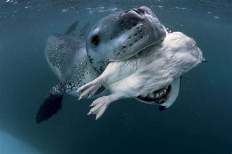 Niesamowite zdjęcia dzikiej natury | Leopard seal, Animals wild, National geographic photographers