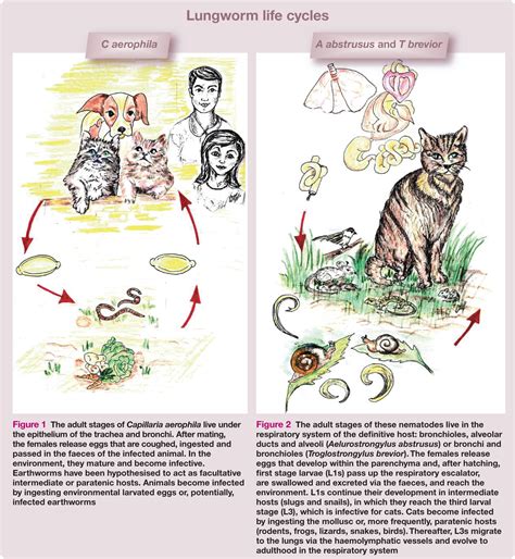 How Quickly Does Lungworm Develop