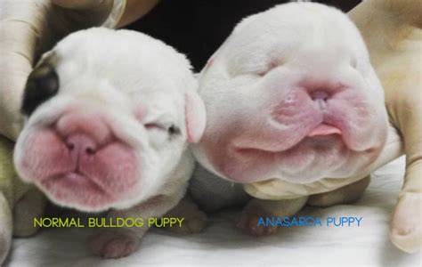 Anasarca Puppies: What are Bulldog Water Puppies? - BulldogGuide.com