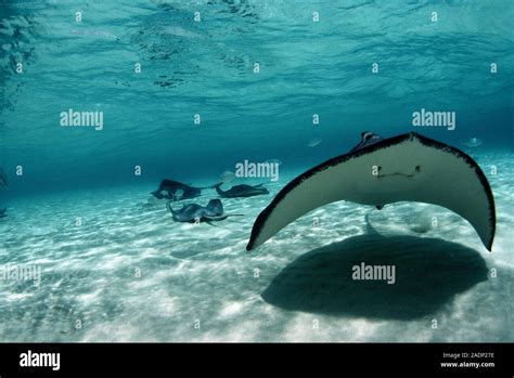 Southern stingray (Dasyatis americana). This stingray has a poisonous ...