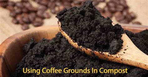 Coffee Grounds In Compost: What Are The Benefits?