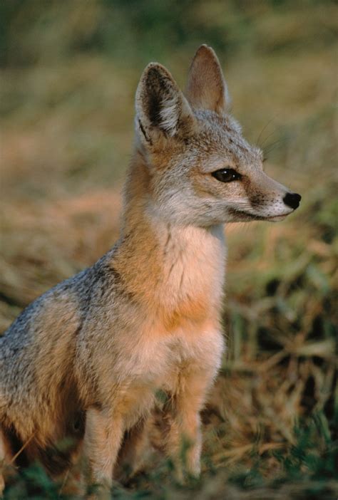 Vulpes_macrotis_mutica_sitting - Conservation Science Partners