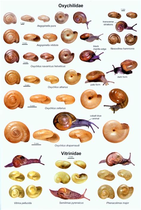 An Illustrated Guide to the Land Snails of the British Isles - 0565093630: NHBS: Fred Naggs ...