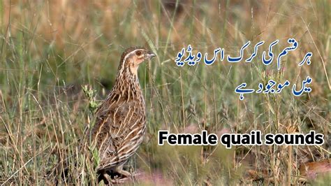 female quail sounds| Madi batair ki awaz#by 56gd vlogs - YouTube