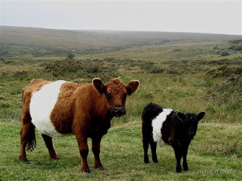 Belted Galloway Cow And Calf At Sherberton On Dartmoor by richard wolfe ...