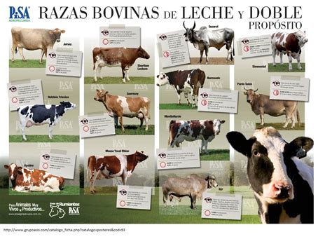 El lugar de origen de algunas razas de vacas lecheras