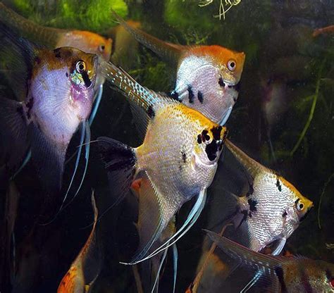 Pterophyllum Scalare Pearlscale Marble Angelfish | Arizona Aquatic Gardens