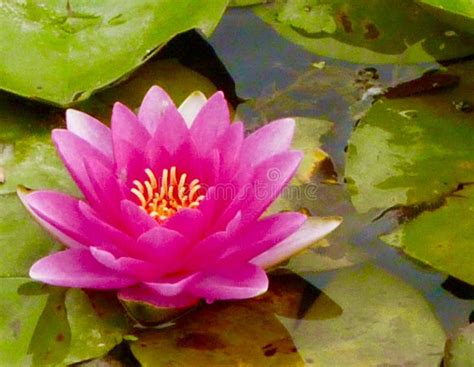 Pink Waterlily Floating in a Pond Stock Image - Image of nature ...