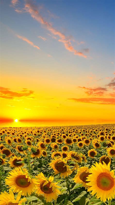 Sunflower iPhone Wallpapers - Top Free Sunflower iPhone Backgrounds ...