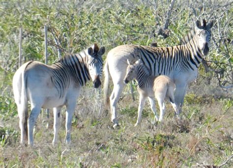 "What’s a quagga, you ask? It looks like a a unfinished zebra." - photo form 6000.co.za; The ...