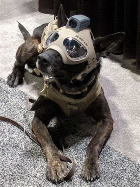 Tactical dog helmets. The future is now. | Dog helmet, Dog armor, Military dogs