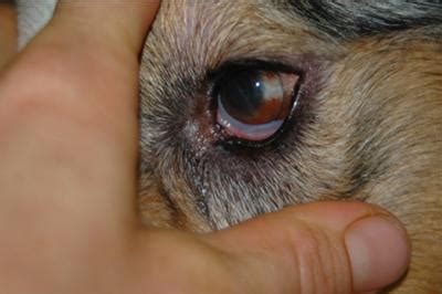 Diagnosed as a dog eye allergy - Organic Pet Digest