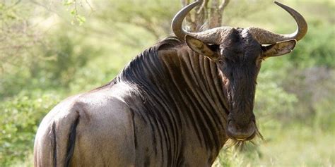 Discover The Ugly Five Animals Of Africa ☣️