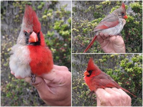 This bird is quite literally both male and female inside and out - it ...