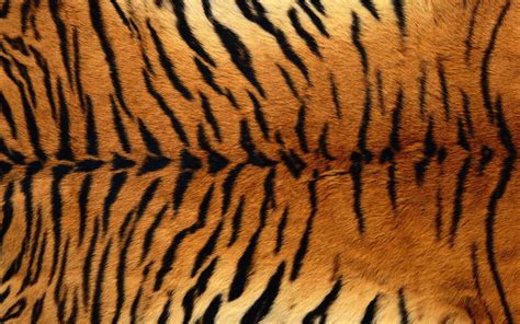 Free photo: Tiger Texture - Animal, Design, Jungle - Free Download - Jooinn