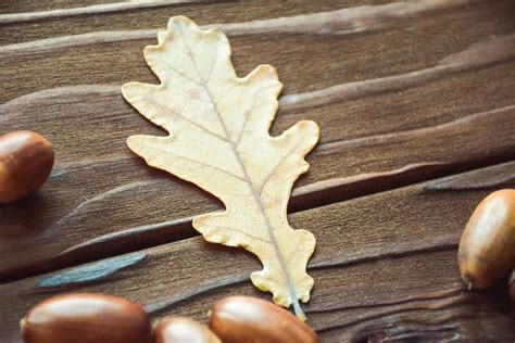 9 Oak Tree Symbolism and Spiritual Meanings (and Leaf)