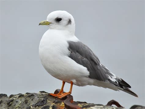 Red-legged Kittiwake - eBird