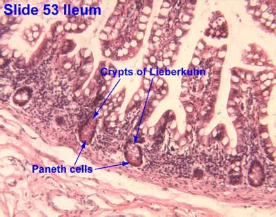 HISTOLOGY PICTURES: Lower Gastrointestinal Tract