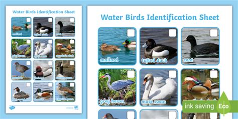 Water Birds Identification Sheet | Twinkl (Teacher-Made)